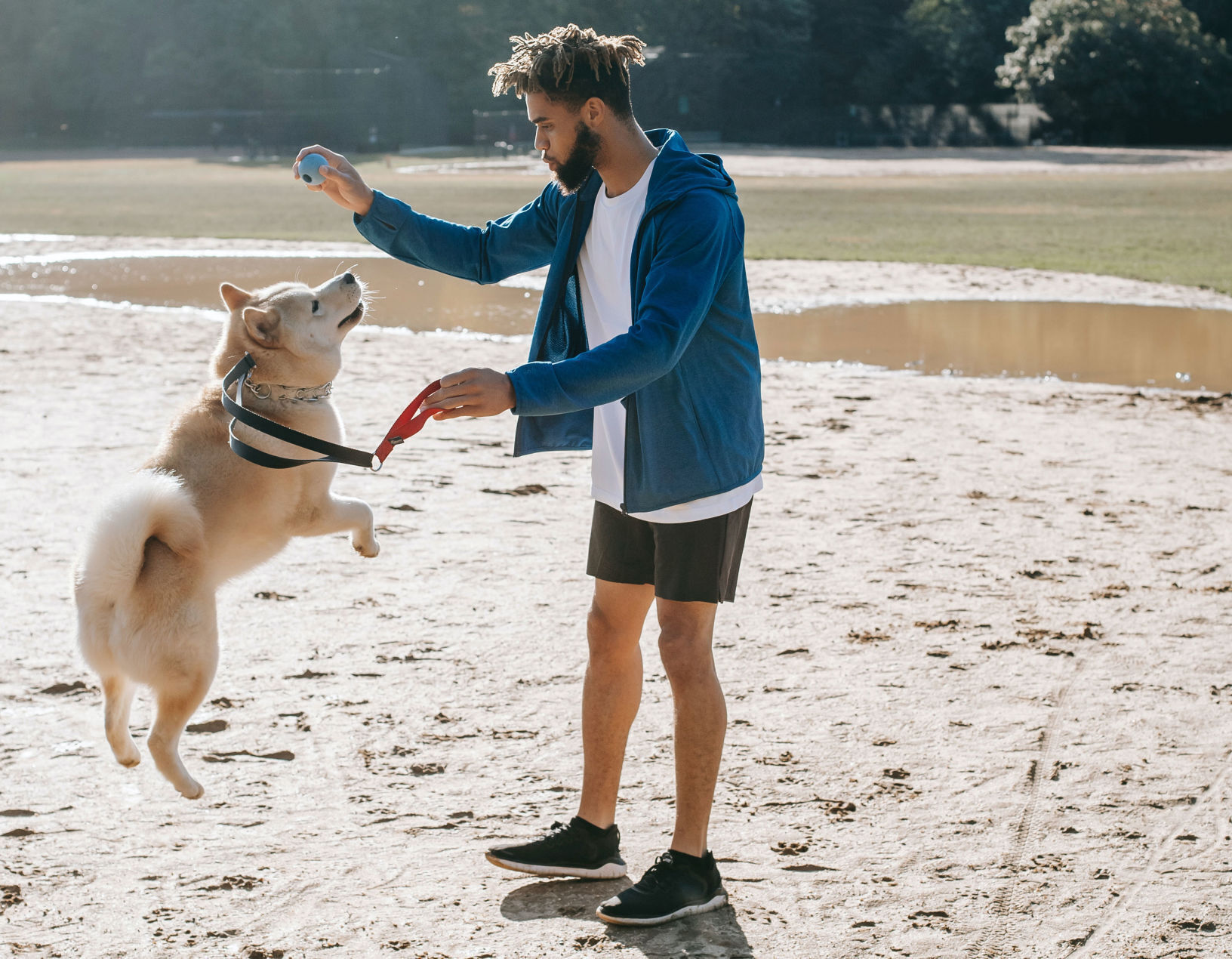 Energetic dog